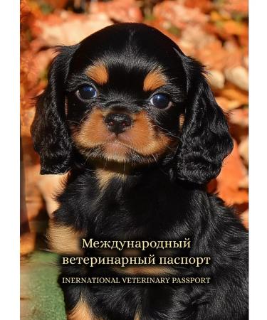 StarHoll International Veterinary Passport Vetpassport - Buy Online on GoSupps.com
