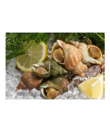 Native sea Trumpet canned food 200 g - Buy Online on GoSupps.com