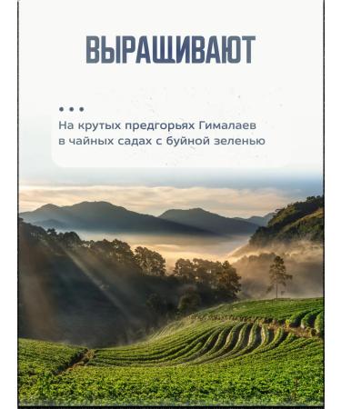 ALTHAUS Black tea in bags - Buy Online on GoSupps.com