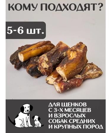 FOR RODENT DOG Dog treats bull root (base) 10 cm 300 g - Buy Online on GoSupps.com