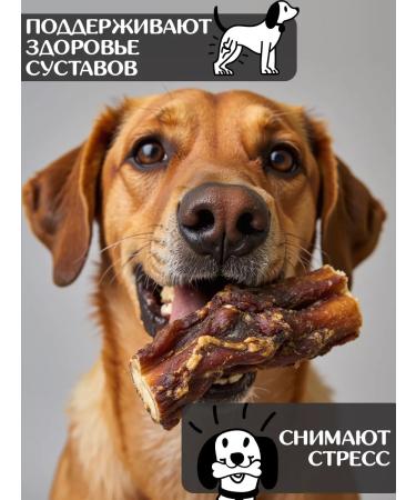 FOR RODENT DOG Dog treats bull root (base) 10 cm 1000 g - Buy Online on GoSupps.com