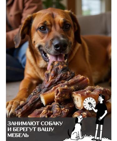 FOR RODENT DOG Dog treats bull root (base) 10 cm 1000 g - Buy Online on GoSupps.com