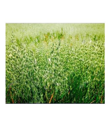 Avalon Organics Hair density shampoo with b-complex and biotin - Buy Online on GoSupps.com