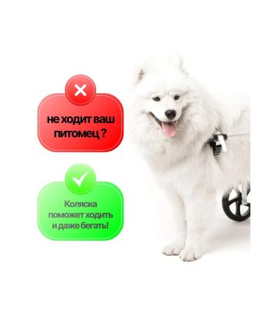 Liras Wheelchair for dogs on the hind legs - Buy Online on GoSupps.com