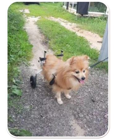 Liras Wheelchair for dogs on the hind legs - Buy Online on GoSupps.com