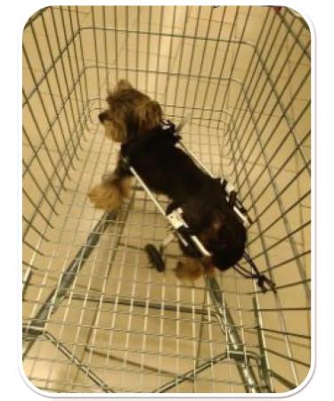 Liras Wheelchair for dogs on the hind legs - Buy Online on GoSupps.com