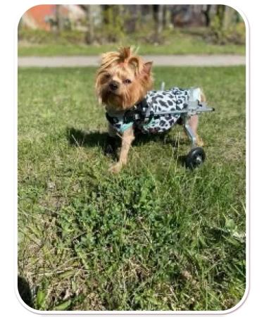 Liras Wheelchair for dogs on the hind legs - Buy Online on GoSupps.com