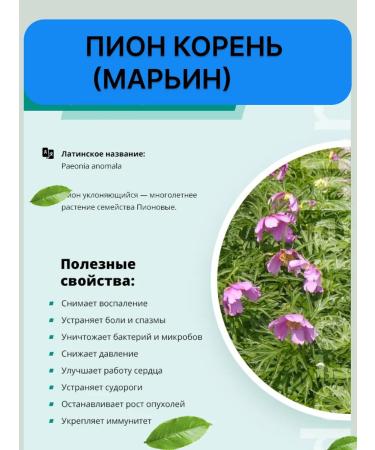 Altai Casket Peony root crushed maryin root 80g - Buy Online on GoSupps.com