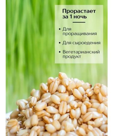 Aratai Wheat for germination microwave 1 kg - Buy Online on GoSupps.com