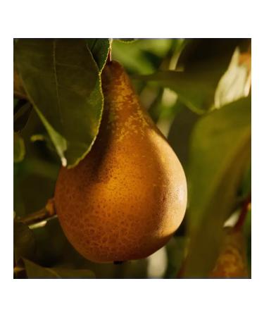 Oriflame Lotion for hands and body with pear and beans thin - Buy Online on GoSupps.com