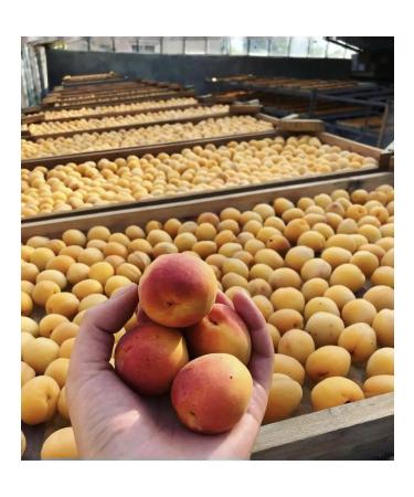 Dried Fruits Sone Natural dried apricots without sugar bones 0.5 kg - Buy Online on GoSupps.com