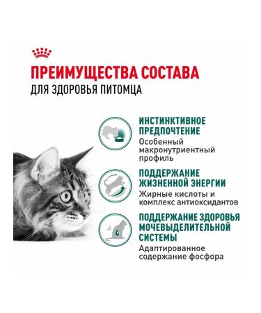 ROYAL CANIN Wet food for elderly cats over 7 years old - 85 g x 28 pcs - Buy Online on GoSupps.com