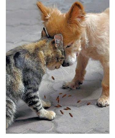 Cats&Pets Shampoo for cats and dogs against fleas and ticks - Buy Online on GoSupps.com