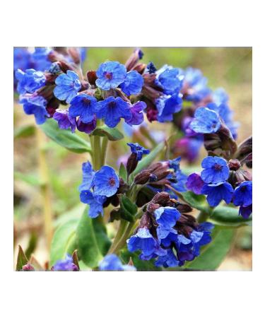 Useful herbs Medunitsa medicinal grass 30g - Buy Online on GoSupps.com