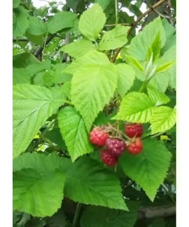 Useful herbs Raspberry leaves 40g - Buy Online on GoSupps.com