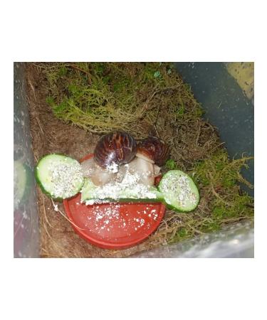 Elf Mineral feeding for snails - Buy Online on GoSupps.com