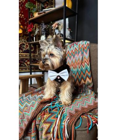 EasyMarkus Gentlemen collar elegant for dogs and cats red - Buy Online on GoSupps.com