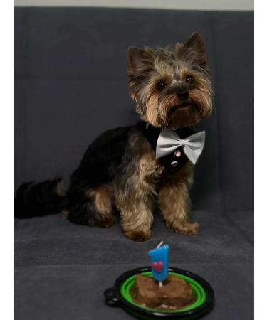 EasyMarkus Gentlemen collar elegant for dogs and cats red - Buy Online on GoSupps.com