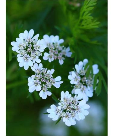 Honey of the Mamdeev family Coriandal honey with walnut 430 g sweets - Buy Online on GoSupps.com