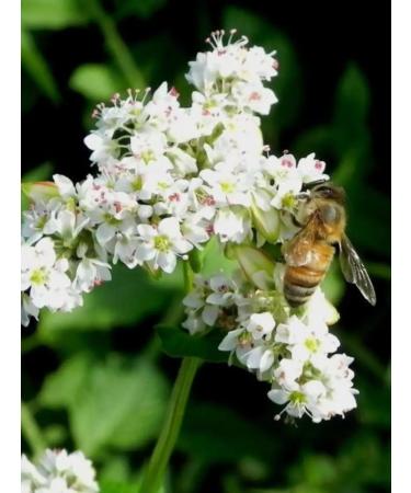 Honey of the Mamdeev family Buckwheat honey natural pp product - Buy Online on GoSupps.com