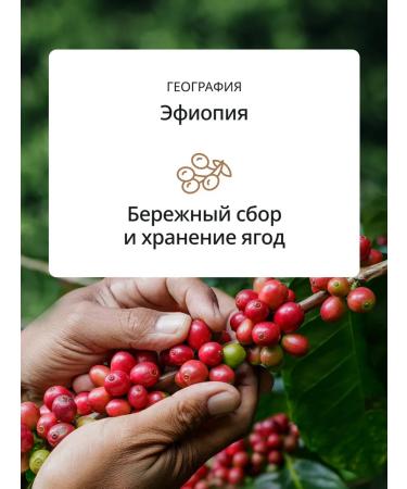 Delonghi Ethiopia Selection Blend 1 kg coffee - Buy Online on GoSupps.com