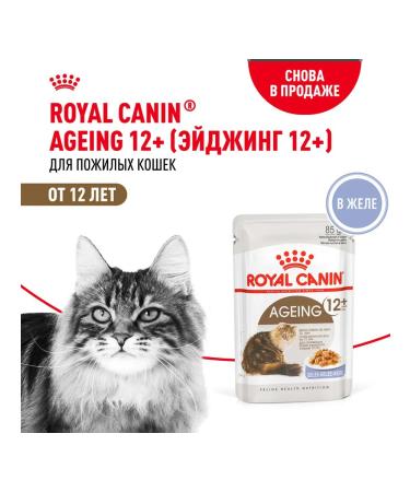 ROYAL CANIN Wet feed for elderly cats 12+ years jelly 85 g 5 pcs - Buy Online on GoSupps.com