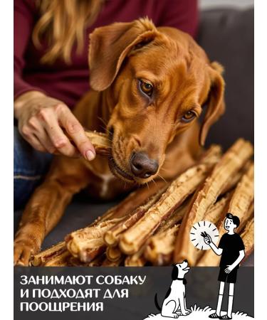 FOR RODENT DOG Dog delicacies bull root in the context 30 cm 1000 g - Buy Online on GoSupps.com