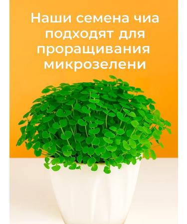 Conditel Chia seeds for weight loss black selected 400g - Buy Online on GoSupps.com