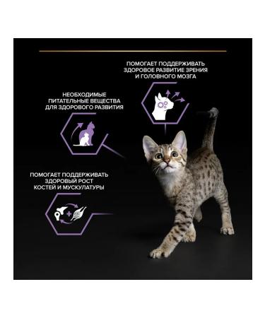 PRO PLAN Wet feed for kittens salmon in sauce 85 g 5 pcs - Buy Online on GoSupps.com