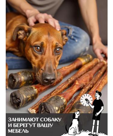 FOR RODENT DOG Dog delicities horse root 35 cm 200 g - Buy Online on GoSupps.com