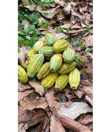 COCOA KRUTOV Cocoa grated natural melanger from 100 g - Buy Online on GoSupps.com