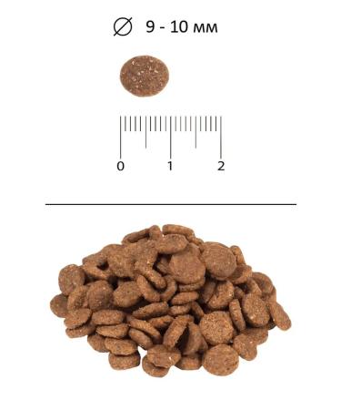 BLITZ Dry food for cats with lamb 2 kg - Buy Online on GoSupps.com