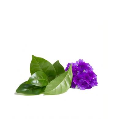 AVON Body scrub "Girls steer" - Buy Online on GoSupps.com