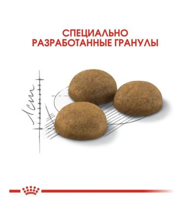 ROYAL CANIN Dry food Indoor Longhair for cats living at home 2 kg - Buy Online on GoSupps.com