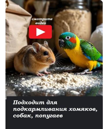 KhozSnab Mel of the stern for parrots and hamsters 3 kg - Buy Online on GoSupps.com