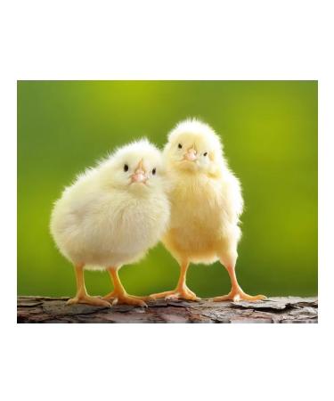 SMARTMEAL Limestone dolomite croup fodder for chickens vitamins - Buy Online on GoSupps.com