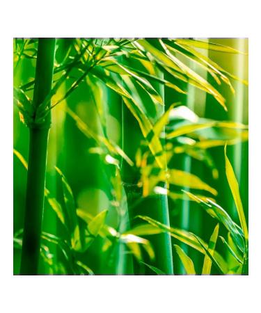 Maui Moisture Air conditioner with bamboo fiber for hair density 385 ml - Buy Online on GoSupps.com