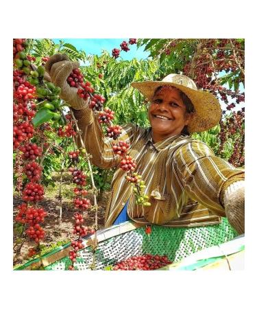Organic Roasters Coffee in Arabica Grands South America - Buy Online on GoSupps.com