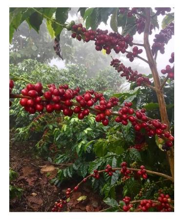 Organic Roasters Coffee in Arabica Grands South America - Buy Online on GoSupps.com