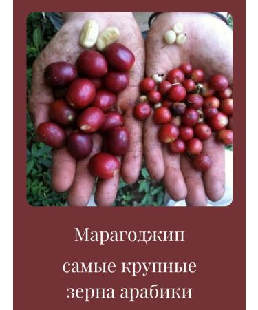 Spades-Coffee Coffee in grains of maragodzhip Nicaragua freshly -growed 1 kg - Buy Online on GoSupps.com