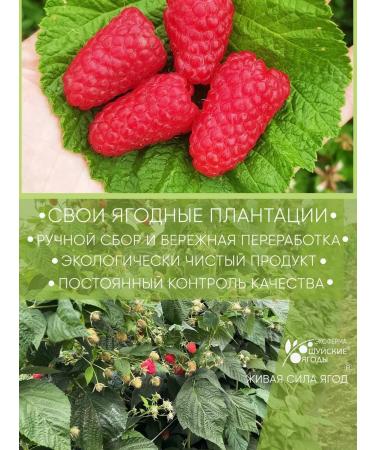 Shuya berries Raspberry jam without sugar 4 pcs 280g - Buy Online on GoSupps.com