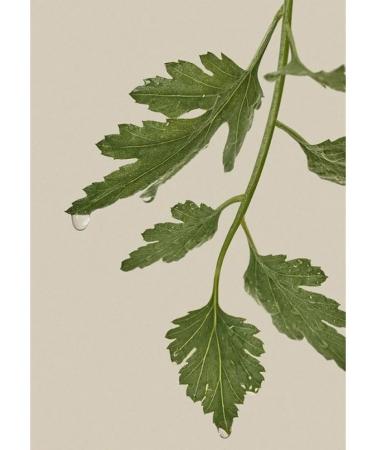 I'm From Rive Gauche Soothing Face Cream - Buy Online on GoSupps.com