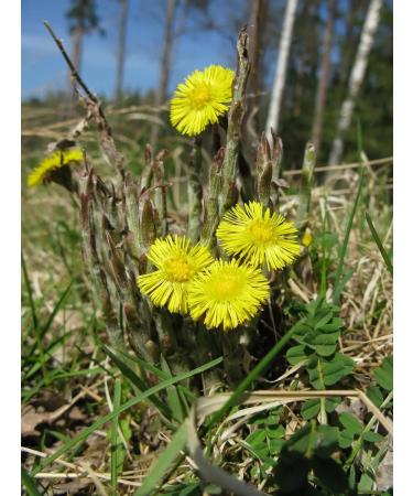 FITO-BAR Mother and stepmother is dried grass 70 g. "Different traverse" - Buy Online on GoSupps.com