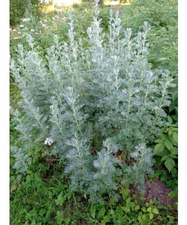 FITO-BAR Wallpaper Gorky (grass) 50 g. "Vygar - Buy Online on GoSupps.com