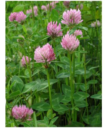 FITO-BAR Clover Lugovoi (Grass) 70 g. "Different traverse" - Buy Online on GoSupps.com