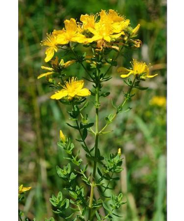 FITO-BAR St. John's wort of grass dried 100 g. "Different grass" - Buy Online on GoSupps.com