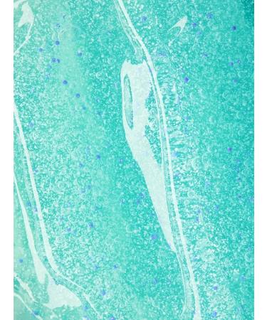 NIVEA Gel d washing d oily skin matting 150ml-2pcs - Buy Online on GoSupps.com