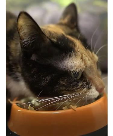 Japan Premium Pet Tuna tuna for cats 30 g - Buy Online on GoSupps.com