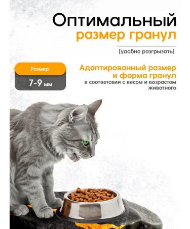 Munch Dry food for sterilized cats turkey+veal - Buy Online on GoSupps.com