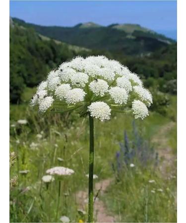 Honey of the Mamdeev family Legal honey natural - Buy Online on GoSupps.com